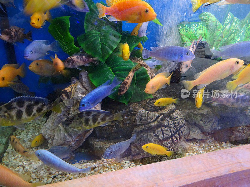 马拉维慈鲷鱼学校的热带水族馆/鱼缸图片